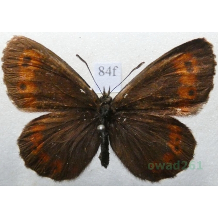Erebia euryale (Esper, 1805) male Górówka euriala Czech84f